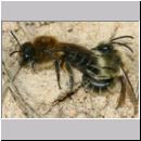 Colletes cunicularius - Weiden-Seidenbiene 20 13mm.jpg